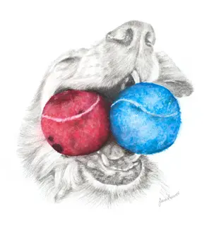 A pencil drawing by Visiting Artists in Dingle shows a dog holding a red and a blue tennis ball in its mouth, with the balls partly obscuring its face.
